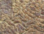 Pennsylvanian, Fossil Microbial Mat - Oklahoma #41110-1